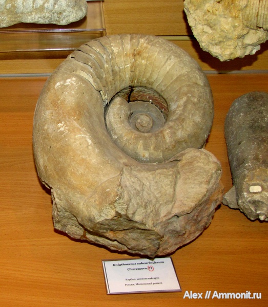 Endolobus, Nautilida, МДЭБЦ, МГСЮН, Knightoceras subcariniferum, Knightoceras, Koninckioceratidae, Tainoceratoidea