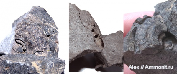 аммониты, юра, волжский ярус, поперечное сечение, Paralingulaticeras, Rogoviceras, Ammonites, Volgian, Jurassic