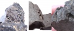 Rogoviceras sp.
