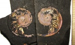 Свежепойманный Amoeboceras ilovaiskii