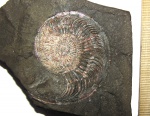 Amoeboceras ilovaiskii