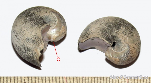 юра, наутилусы, келловей, Cenoceras, Nautilida, Nautilidae, Cicatrix, Callovian, Jurassic, Middle Jurassic