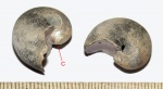 Cicatrix наутилуса Cenoceras