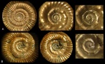 Ранние обороты двух Binatisphinctes (?)