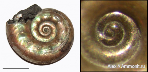 аммониты, юра, Brightia, келловей, Ammonites, протоконх, аммонителла, Callovian, Jurassic, Middle Jurassic