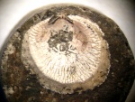 Двустворка на Cyclocrinus