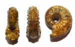 Cardioceras (Maltoniceras) bodeni