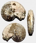 Schloenbachia varians