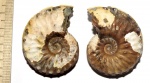 Еще одна Schloenbachia varians