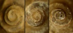 Аммонителлы Schloenbachia varians