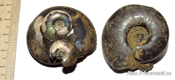 аммониты, юра, волжский ярус, Craspedites, Craspedites nekrassovi, Ammonites, Craspeditidae, Volgian, Jurassic