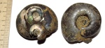 Craspedites nekrassovi