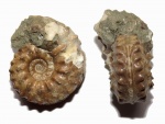 Широкая Schloenbachia varians