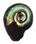 Микроконх Kachpurites fulgens