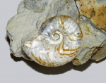 Sutneria eumela