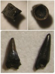 Рыбки зоны fulgens