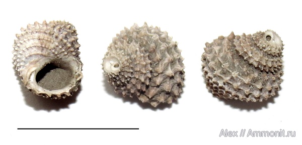 гастроподы, юра, оксфорд, Eucyclus, Oxfordian, Jurassic