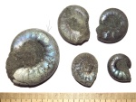 Ребристые Kachpurites
