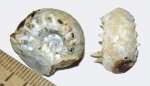 Маленький Aspidoceras Маленький Aspidoceras