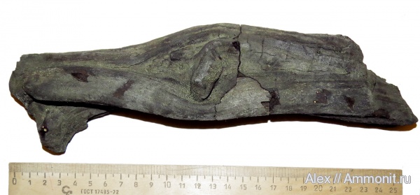 юра, волжский ярус, Volgian, Jurassic