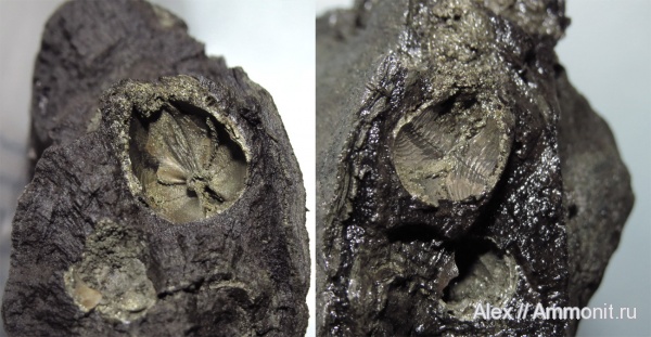 моллюски, юра, волжский ярус, древоточцы, Turnus, Teredolites, Volgian, Jurassic