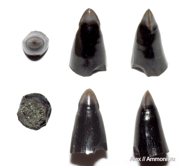 юра, рыбы, зубы, волжский ярус, зона Kachpurites fulgens, Volgian, Jurassic, fish, teeth