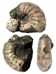 Subcraspedites (Swinnertonia) sp.