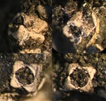 Четырехугольная серпула - Nogrobs (Tetraserpula) sp.