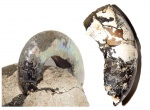 Лопастные линии Kachpurites fulgens