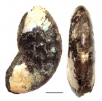 Лопастные линии Kachpurites subfulgens