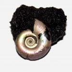 Маленький Kachpurites fulgens