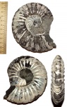 Virgatites gerassimovi с Варшавского шоссе