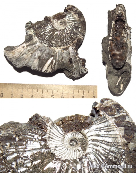 юра, Virgatites, волжский ярус, Virgatites gerassimovi, зона Virgatites virgatus, Volgian, Jurassic