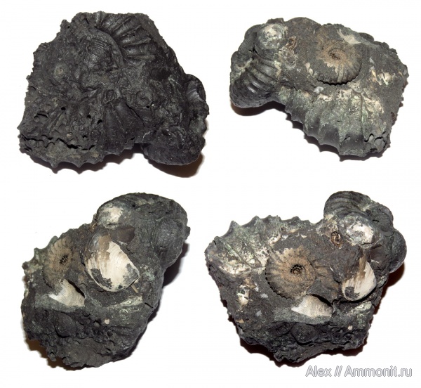 юра, Pavlovia, Zaraiskites, волжский ярус, зона Dorsoplanites panderi, Volgian, Jurassic