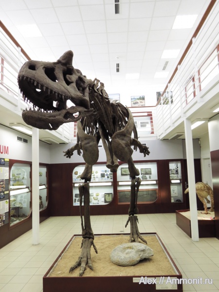 Lewesiceras, Carnotaurus, Carnotaurus sastrei, Lewesiceras peramplum