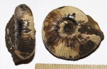 Craspedites cf. subditoides