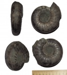 Небольшой Dorsoplanites serus