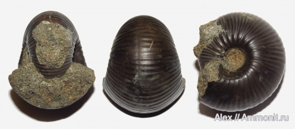 юра, макроконхи, келловей, Cadoceras, прижизненные повреждения, Cadoceratinae, Cardioceratidae, Macroconchs, Cadoceras durum, ammonoid sublethal injuries, Callovian, Jurassic, Middle Jurassic