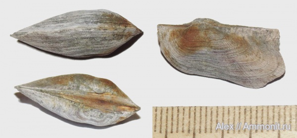 юра, Cosmetodon, Grammatodon, Grammatodon rouillieri, Jurassic