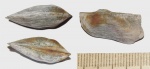 Grammatodon rouillieri