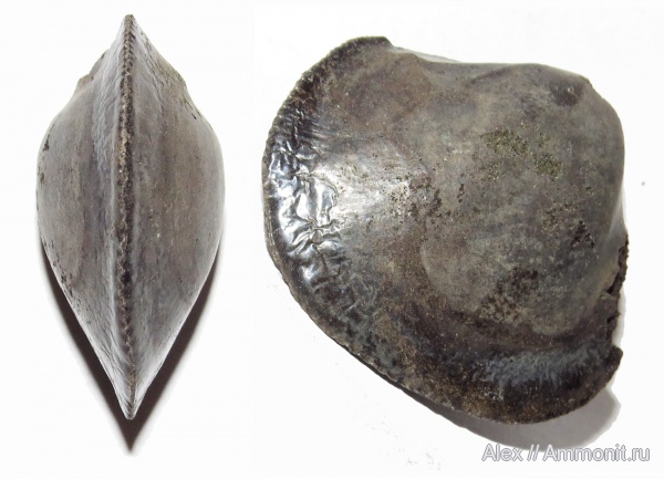юра, волжский ярус, двустворчатые моллюски, паллиальная линия, Volgian, Jurassic