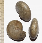 Thalassoceras gemmellaroi