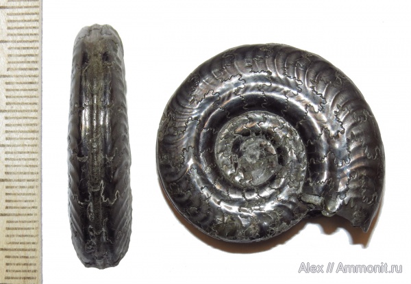 аммониты, юра, тоар, Ammonites, Hildoceras, Hildoceras bifrons, Hildoceratidae, Toarcian, Jurassic