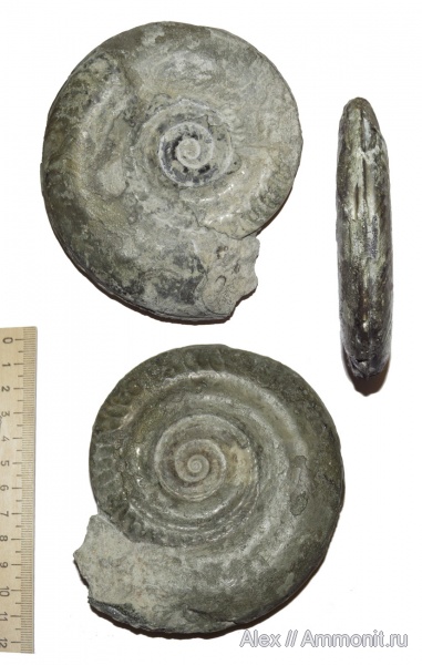 аммониты, юра, макроконхи, тоар, Ammonites, Hildoceras, Hildoceras bifrons, Hildoceratidae, Macroconchs, Toarcian, Jurassic