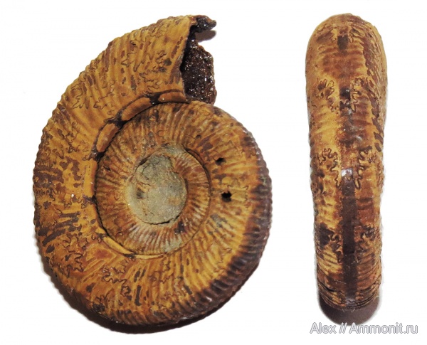 аммониты, юра, Binatisphinctes, келловей, Ammonites, отпечатки мускулов, Callovian, Jurassic, Middle Jurassic