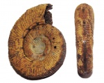 Binatisphinctes sp. с сегментированным следом мускула