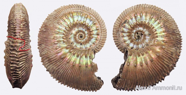аммониты, юра, Kosmoceras, келловей, прижизненные повреждения, Kosmoceras proniae, Kosmoceratidae, Ammonites, Callovian, Jurassic, Middle Jurassic