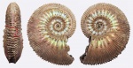 Kosmoceras proniae с повреждением раковины