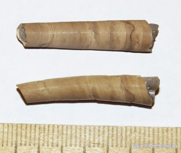 оксфорд, скафоподы, Laevidentalium, прижизненные повреждения, Scaphopoda, Oxfordian