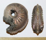 Cardioceras (Pachycardioceras) sp.